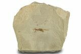 Eocene Fossil Grasshopper (Caelifera) - Green River Formation #334237-1